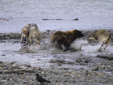 Pack of Gray Wolves Defend Their Moose Kill From a Brown Grizzly