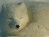 White Arctic Fox Napping
