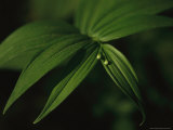 Detail of a Plant with Tightly Closed Blossom Buds