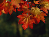 Vine Maple Leaves To Displaying Bright Autumn Colors