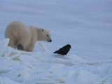 Portrait of a Polar Bear and a Raven