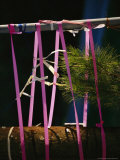 Pine Seedling Between Two Stakes Held Together with Pink Ties
