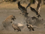 Spotted Hyena and White-Backed Vultures Duel over a Carcass