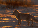 Backlit View of a White Arctic Fox