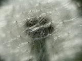 Close View of a Dandelion That Has Gone To Seed