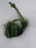Young Evergreen Tree Doubled over in Deep Snow