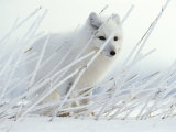 Arctic Fox Conceals Itself in Rye Grass Covered with Hoar Frost