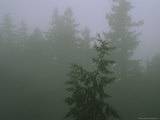 Foggy Morning in an Evergreen Forest