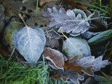 Early Morning Frost on Fallen Autumn Leaves