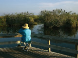 Bird Watching From a Wooden Walkway on the Anhinga Trail