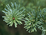 Subalpine Fir Trees Growing in a Starburst Pattern