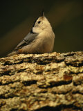 White-Breasted Nuthatch Sitting on a Tree Trunk