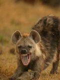 Spotted Hyena Stretching and Yawning