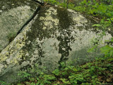 Lichens on an Exposed Granite Boulder