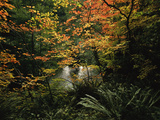 Autumn-Hued Vine Maples Along the Sol Duc River