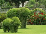 Elephant Topiaries in a Formal Garden