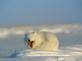 White Arctic Fox Yawning As It Wakes From a Nap