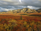 Autumn Colors in Denali National Park