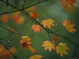 Detail of Vine Maple Leaves in Autumn Colors