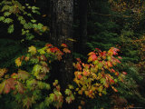 Vine Maple Leaves Displaying Bright Autumn Colors