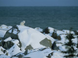 Portrait of a White Arctic Fox Sitting Near the Bay