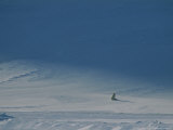 Lone White Arctic Fox Graces a Snowy Landscape