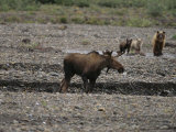Grizzly Cubs and Sow Track a Bull Moose Wounded by Wolves Earlier