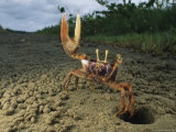 Fiddler-Type Crab with Claw Raised Standing Outside It's Burrow
