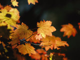 Vine Maple Leaves To Displaying Bright Autumn Colors