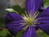 Close-up of a Clematis Flower