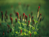 Sunlit Blooming Crimson Clover