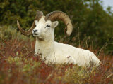 Dall's Sheep Ram in a Field of Autumn Grasses
