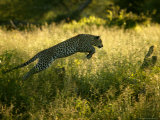 Leopard Leaping Through Tall Grass in Shaded Light