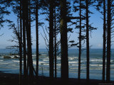 View Through Silhouetted Evergreen Trees of the Pacific Ocean