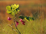Flowers and Leaves of a Dwarf Locust Tree
