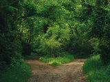 Diverging Trails in a Woodland