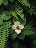 Bunchberry Flower Framed by Ferns