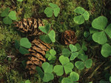 Pine Cones Scattered Among Wood Sorrel and Mosses