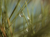 Water Droplets Clinging To Blades of Grass