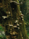 Moss and Scale Fungus Covered Tree Trunk