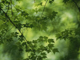 Maple Tree Branch with Spring Foliage