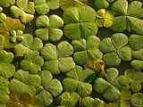 Looking Down Upon Floating Aquatic Plants That Look Like Shamrocks
