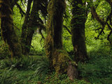 Moss Covered Trees in a Lush Green Rain Forest Setting