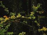 Vine Maple Leaves Beginning To Display Bright Autumn Colors