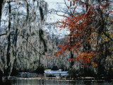 Red Maple and Bald Cypress Trees with Spanish Moss