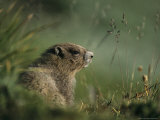 Groundhog Sitting in a Grassy Setting