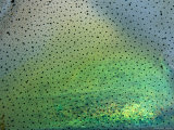 Close View of the Skin of a Caribbean Reef Squid  Magnified 3 Times