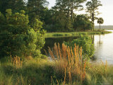 Marsh on Ace Basin's Bear Island
