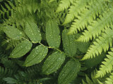Close Up Detail of a Fern Frond and Vining Plant