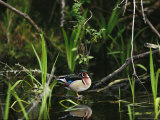 Wood Duck Reflected in Creek Water